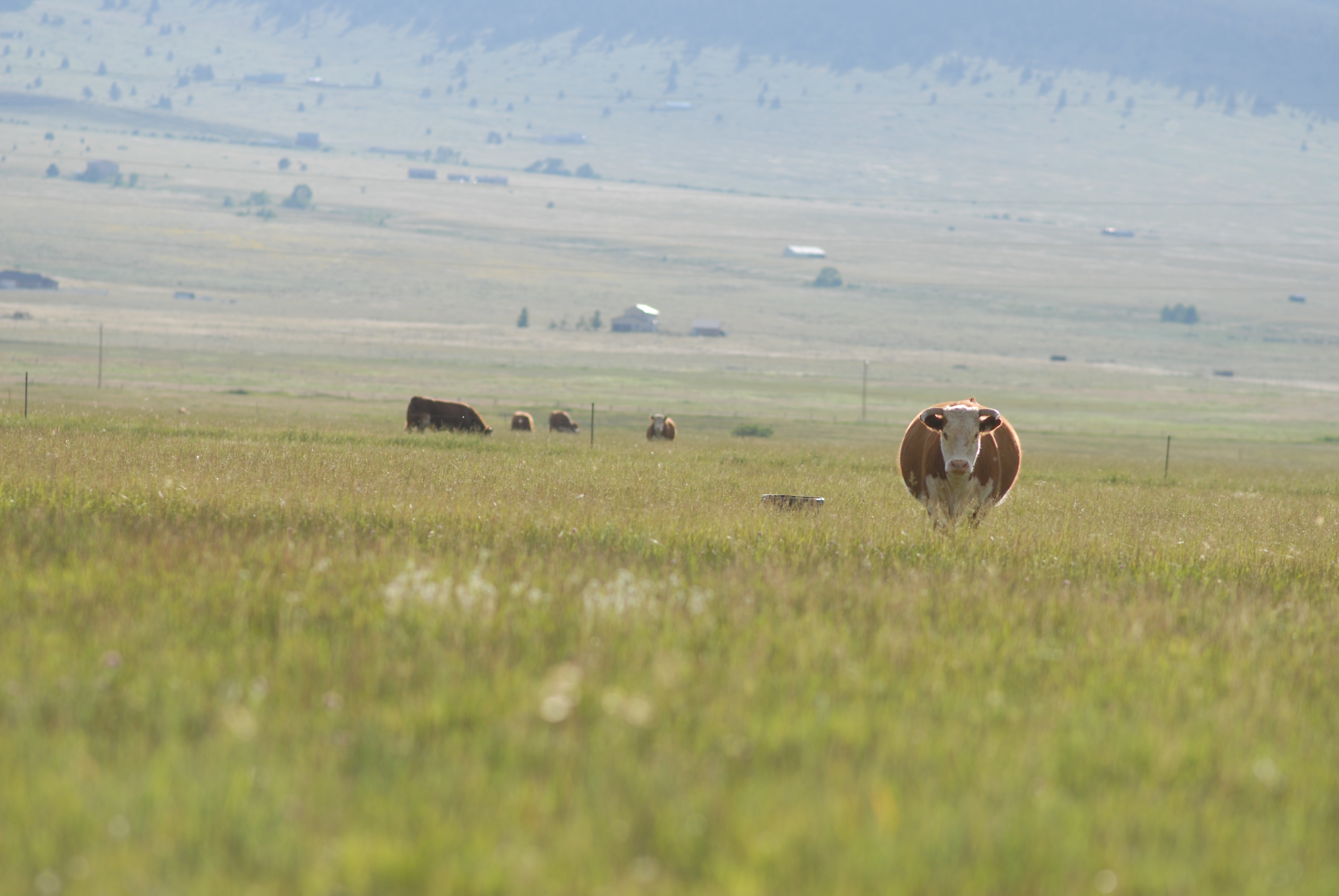 Hereford cow in pasture