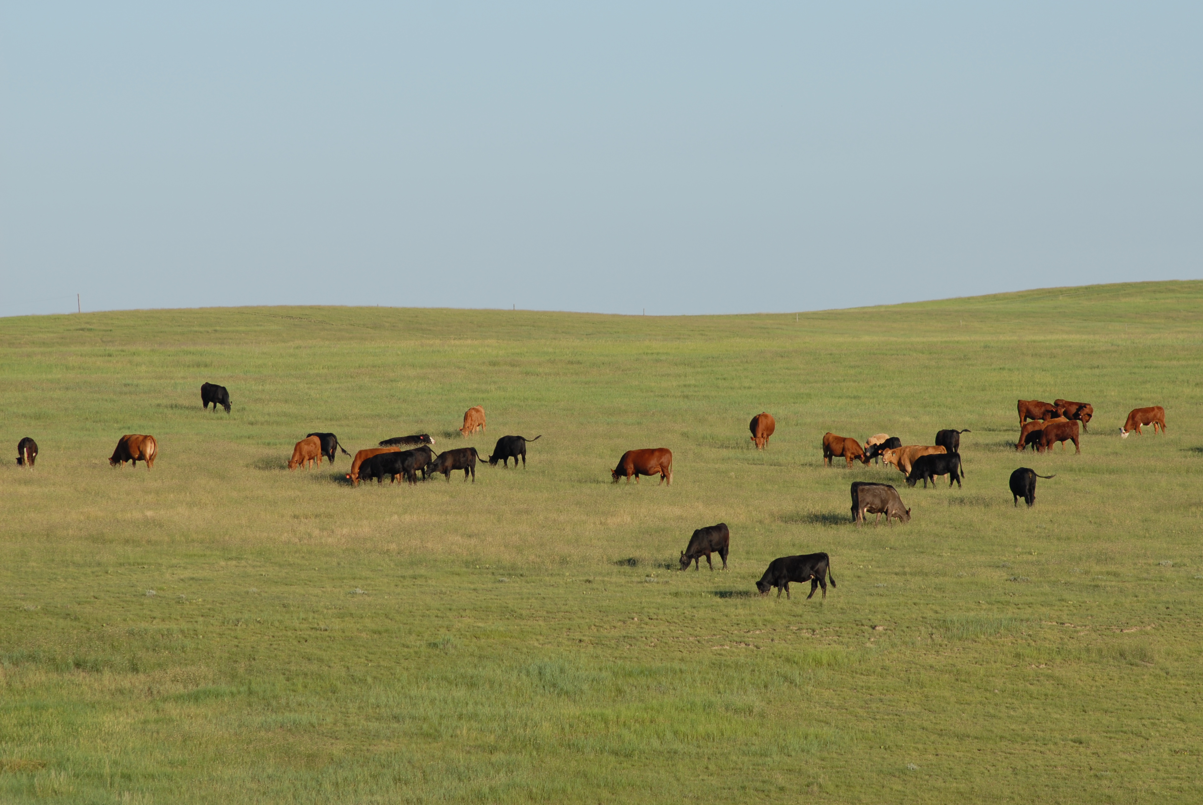 Cattle grazing