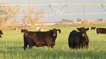 Teague black cattle