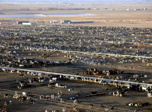 Larson feedlot