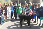 Stanko calf at school