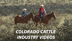 Cattle Videos